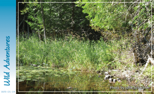 Wild Adventure:  Erskine Woods Water Discovery Adventure
