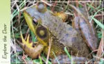 frog-chorus-4-27-2019