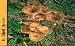 The Fungus Amongst Us Fall Fungi and Mushrooms Hike featured image 2023