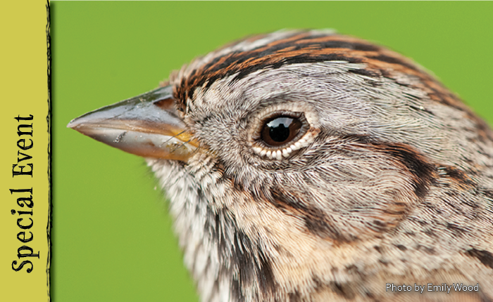 Webinar: Basics of Bird Identification