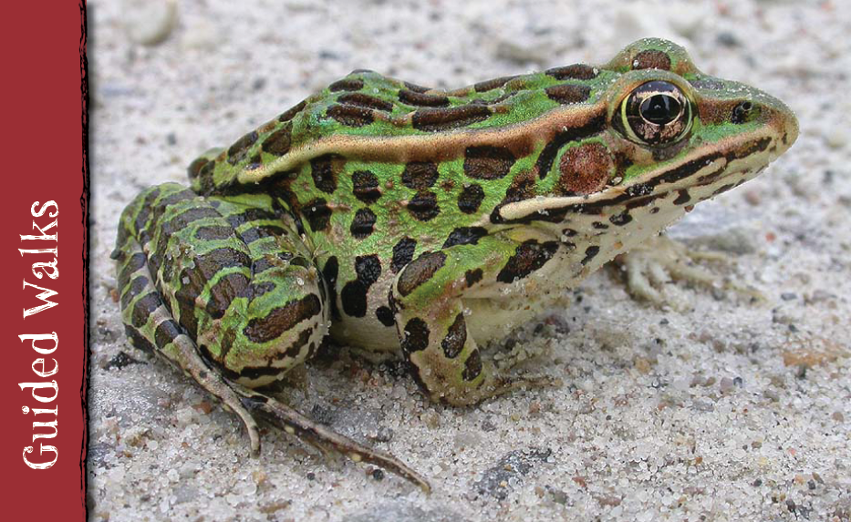 Frog chorus May 3