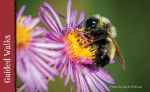 Aug 3 Buzz About Bees