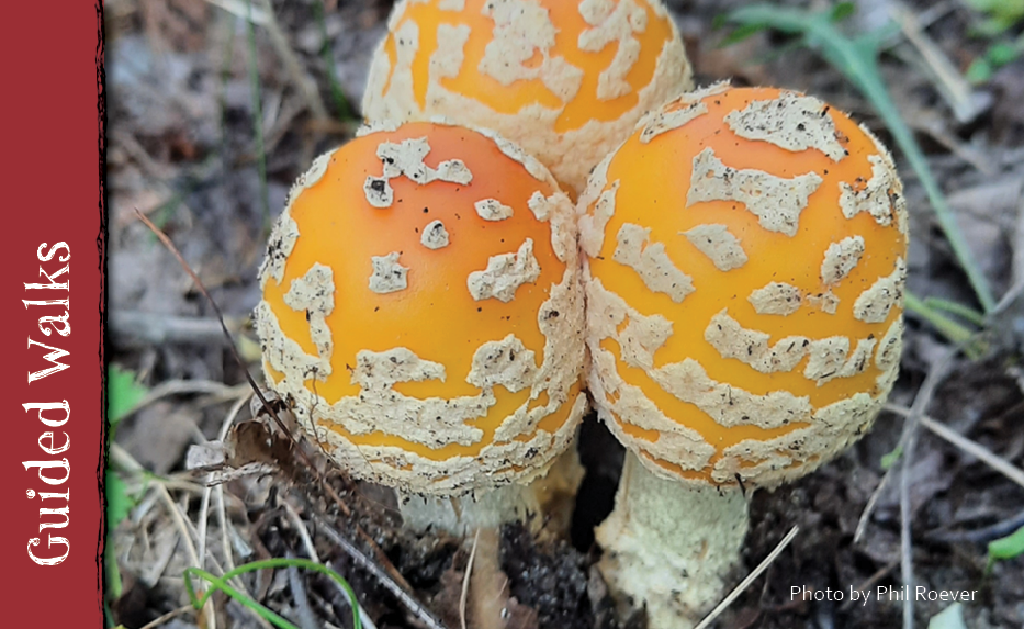 Sept 19 Fungus